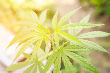 Cannabis leaf for health care remedy use with people 