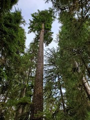 Fototapeta premium Hoh Rain Forest, located near the Olympic Peninsula in western Washington State, North America. Hall of Mosses trail, American National Park. Protected Rain Forest with Giant Trees