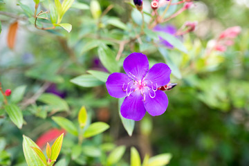 Tibouchina urvilleana - Princess Flower