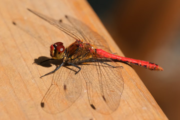 Dragonfly close up sitting resting