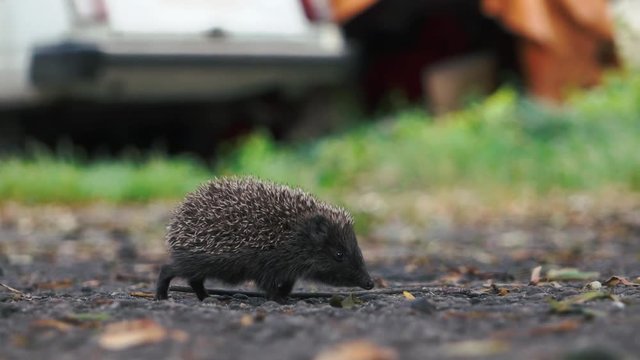 little hedgehog on the yard looking for food.