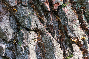 Background from the bark