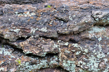 Background from the bark