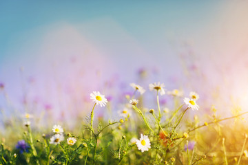 Daisies and wild flowers on grassy meadow at sunset.