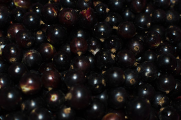 Black currant background, shiny berries