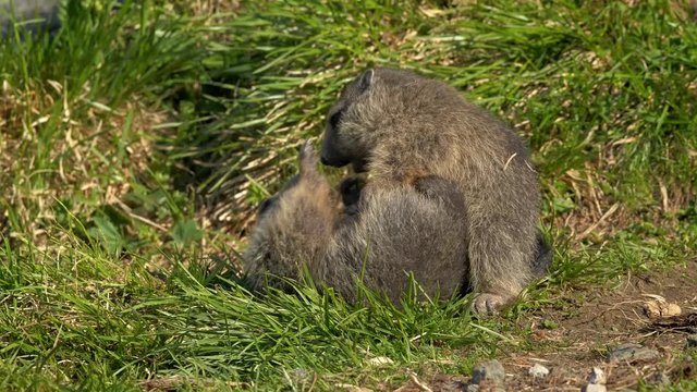 Juvenile alpine marmot (Marmota marmota) fighting