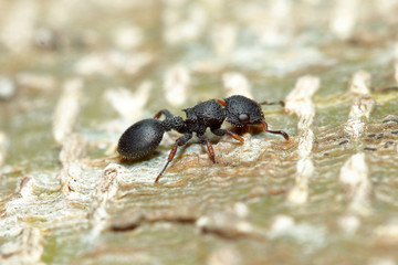 Tree ant (Cataulacus granulatus) on tree trunk background (taken from Thailand, Southeast Asia)