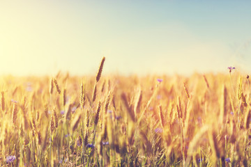 Fototapeta premium Wheat field at sunset. Agriculture, harvest concept.