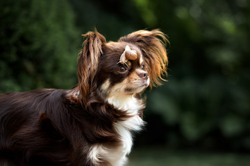 chihuahua dog portrait with snail on her head