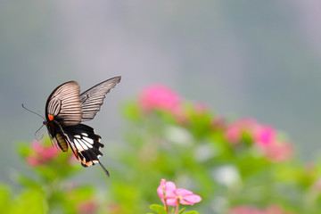 Fototapeta premium Colorful butterfly flying in the flower garden.