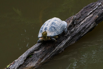 Obraz premium two turtles on a rock