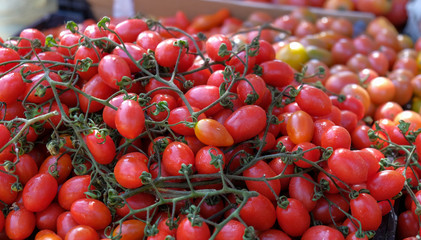 Plum tomatoes, vine-ripened tomatoes, cherry tomatoes, vittoria, pomodorino. Vegetables from the farmers market. Eco products. Vitamins vegetarian diet. Healthy food. Natural vegetable background.