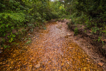 path in forest