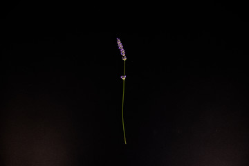 Lavender isolated on black background