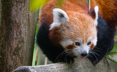 Fototapeta premium Panda Roux