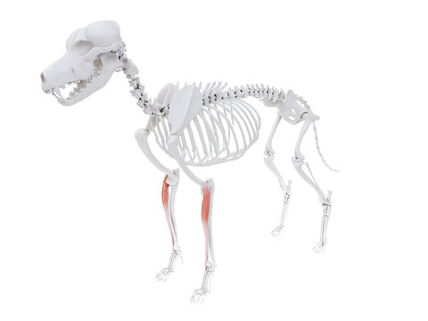 3d rendered illustration of the dog muscle anatomy - extensor carpi radialis