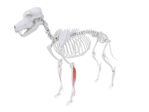 3d rendered illustration of the dog muscle anatomy -  extensor carpi ulnaris