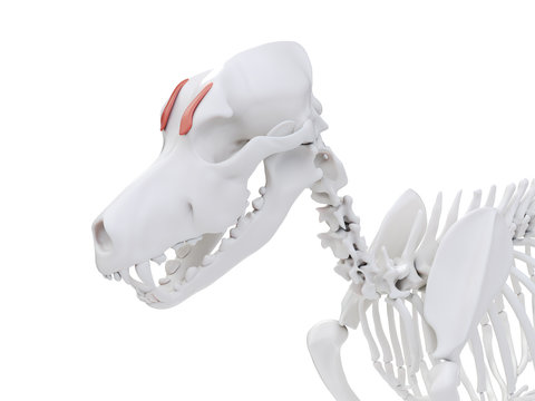 3d rendered illustration of the dog muscle anatomy - levator anguli oculi medialis