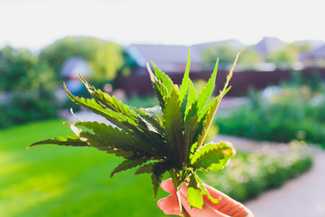 Close-up Hands of man holding sprout of hemp grass on dark green background. Concept legalization...