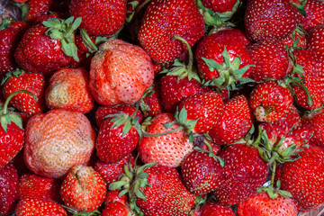 Freshly picked strawberries. Close-up.
