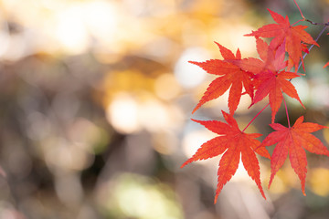 Red maple leaves with bokeh background 2