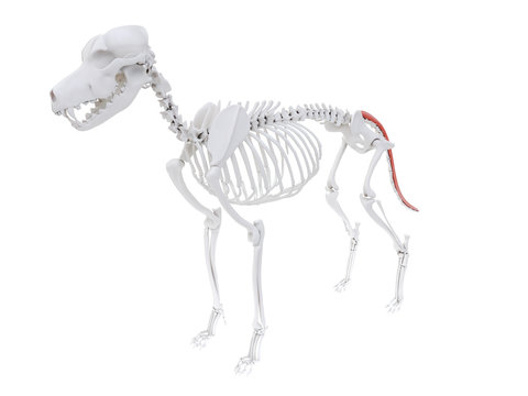 3d rendered illustration of the dog muscle anatomy - sacrocaudalis
