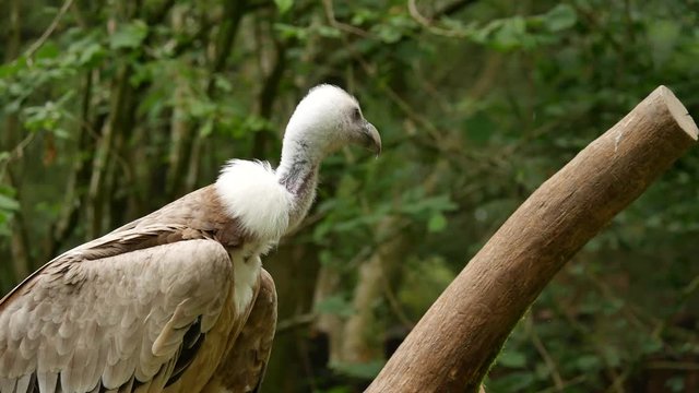 Vautour
