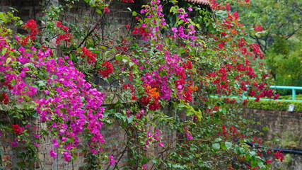 bonsai in DUNG TAN - SONG CONG city - THAI NGUYEN province - Vietnam