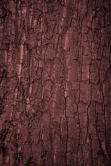 Fond de bois