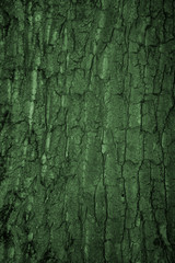 Fond de bois