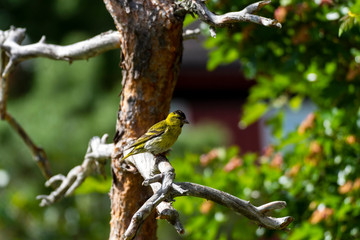 Siskin (Spinus spinus) sitting on a pine branch.