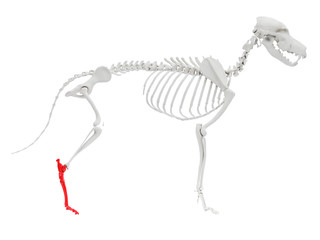 3d rendered anatomy illustration of the dog skeletal anatomy - hindfoot