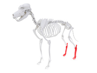 3d rendered anatomy illustration of the dog skeletal anatomy - hindfoot