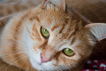 chat