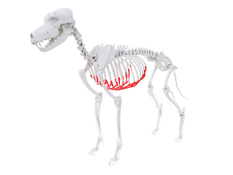 3d rendered anatomy illustration of the dog skeletal anatomy - costal cartilage
