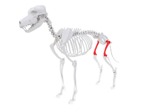 3d rendered anatomy illustration of the dog skeletal anatomy - femur