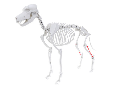 3d rendered anatomy illustration of the dog skeletal anatomy - fibula