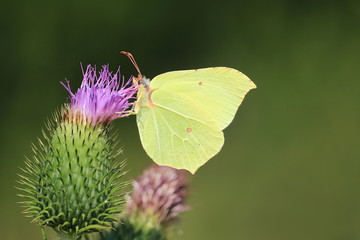Schmetterling - Zitronenfalter -M&auml;nnchen
