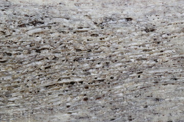 texture bois de cerf