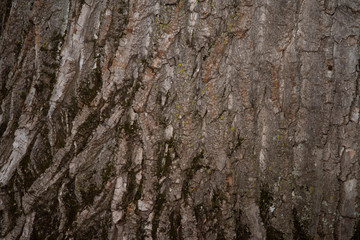 Fond de bois