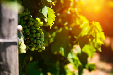 Vineyard at the seaside and sunset sunrays in the middle of grape shrubs
