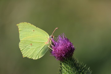 Zitronenfalter auf Distel