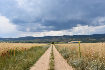 Dirt road among ripe wheat fields, dramatic sky with dark clouds; organic agriculture; rural scene; Bulgarian countryside 