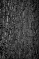 Fond de bois
