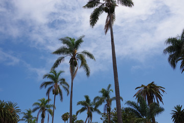 Santa Barbara street palms under a vivid sky