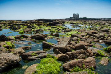 closeup of algae on rocks in border sea wwith castle on background in Quiberon britain France