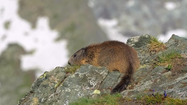 Alpine marmot in the mountains