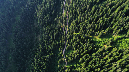 Aerial view of green spruce forest and winding road in forest, Dolomites, Italy.