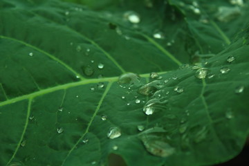 macro photo of drops on the leaf