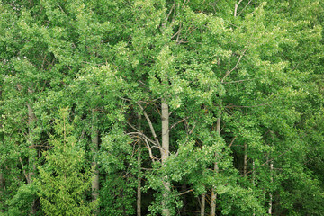 Fototapeta premium Aspen at summer green foliage nature background